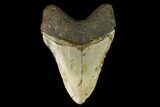 Fossil Megalodon Tooth - North Carolina #124462-2